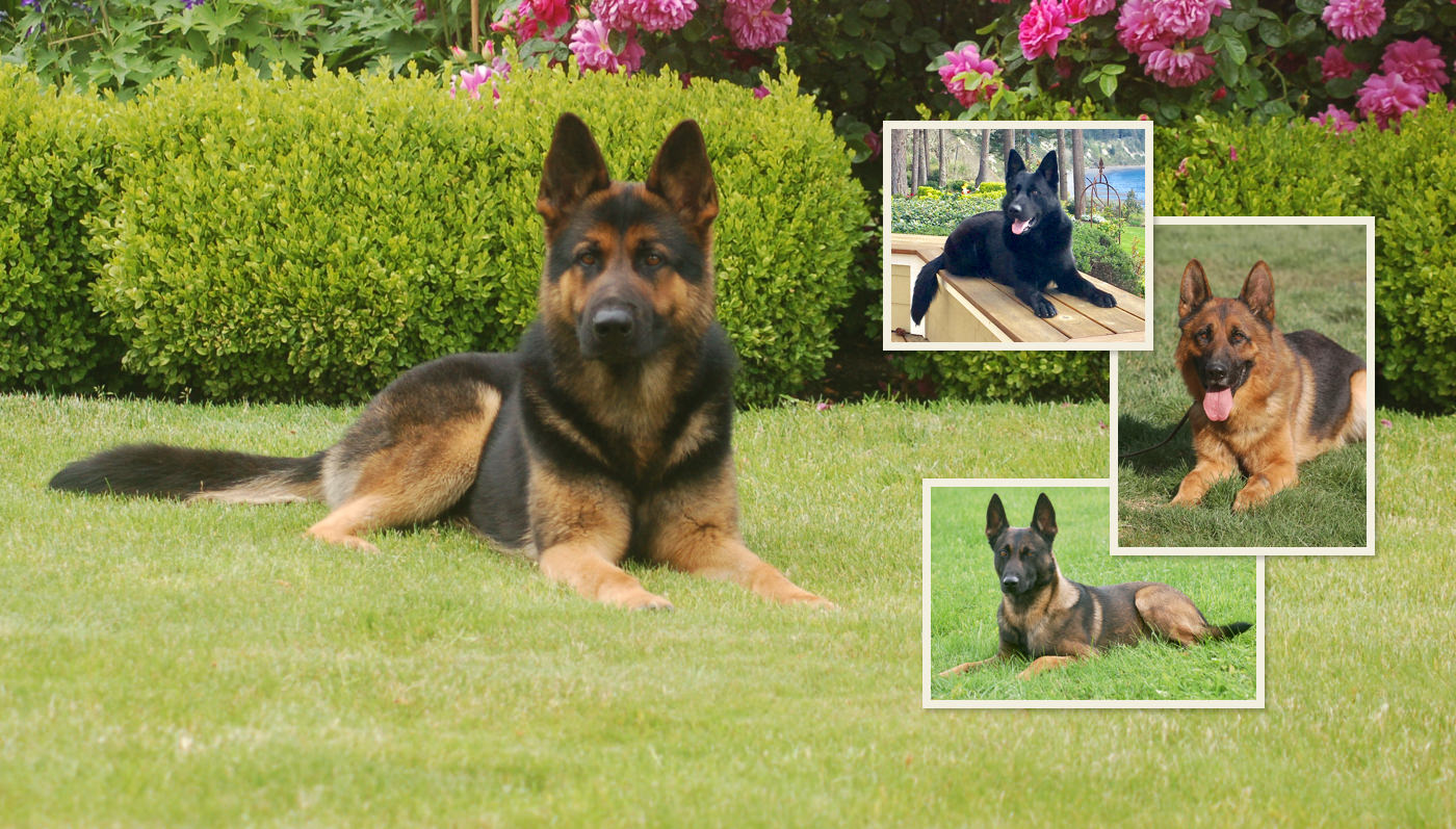 CCK9 Protection Dogs Hero Image