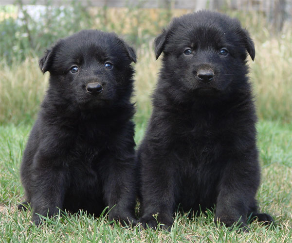 German Shepherd Protection Dogs