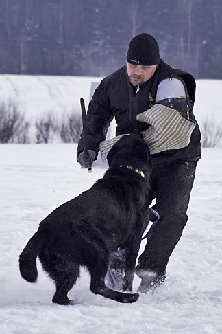 Schutzhun as a Sport by CC Protection Dogs